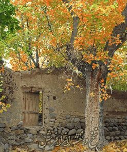 نخ و نقشه تابلوفرش کوچه باغ گردو