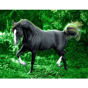 نخ ونقشه تابلوفرش اسب سیاه