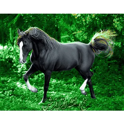 نخ ونقشه تابلوفرش اسب سیاه